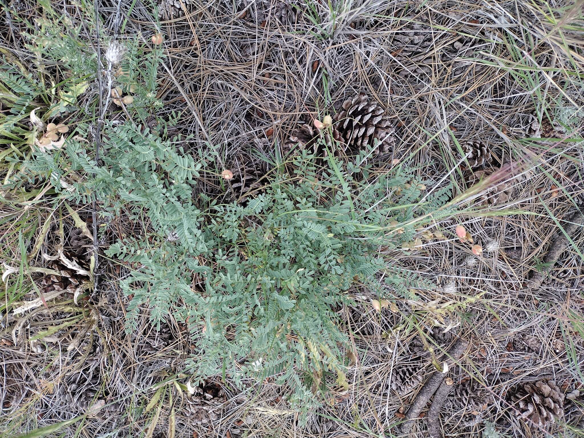 Imagem de Astragalus hallii var. fallax (S. Wats.) Barneby