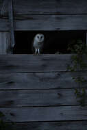 Image of Common Barn Owl