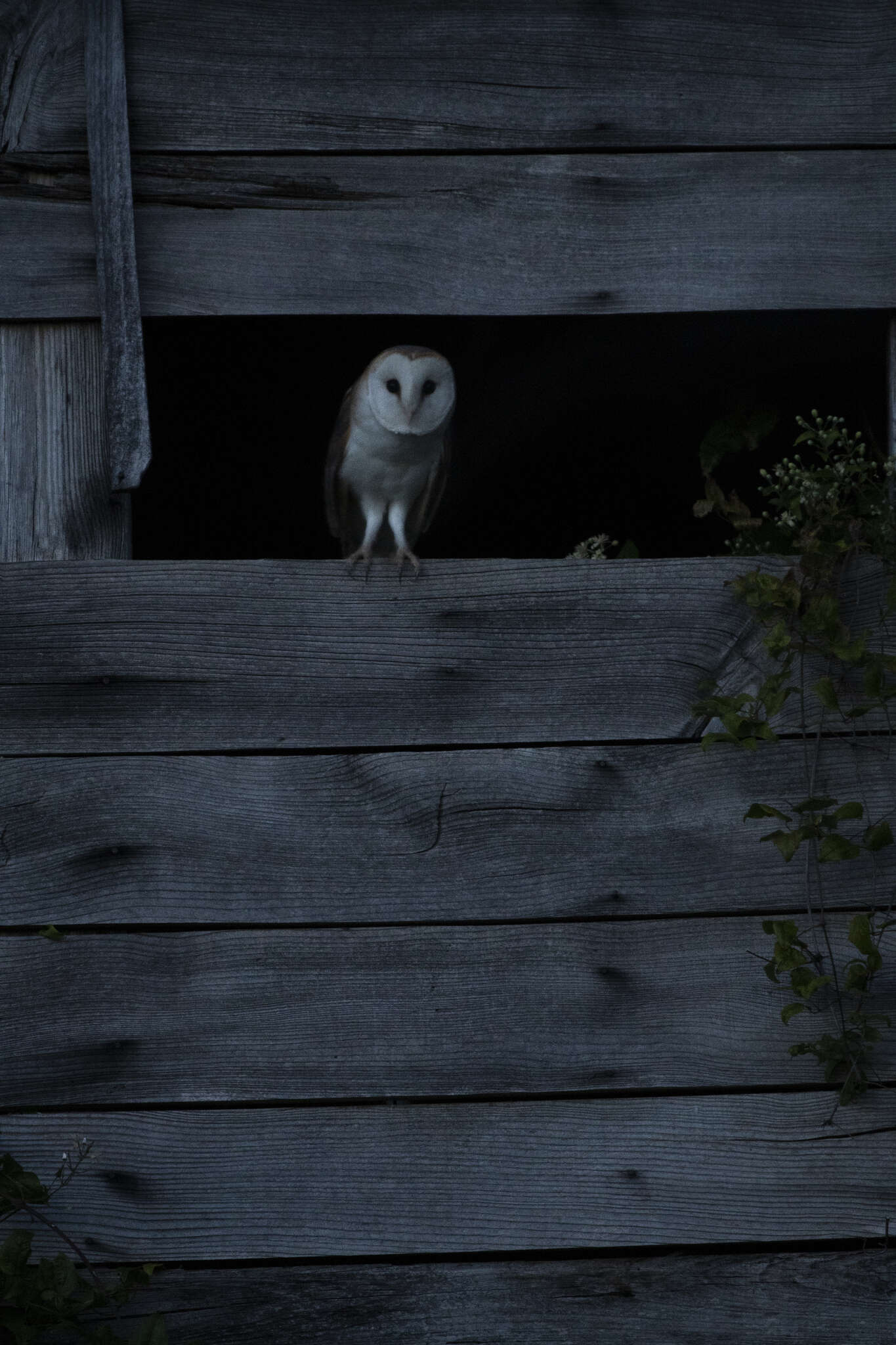 Image of Common Barn Owl