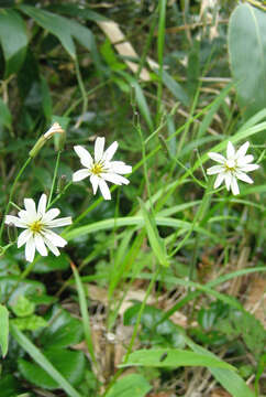 Image of Ixeridium dentatum var. albiflorum (Makino) H. Nakai & H. Ohashi