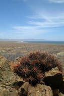 Image of Echinocereus maritimus (M. E. Jones) K. Schum.