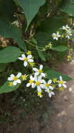 Image of Montanoa leucantha subsp. arborescens (A. P. DC.) V. A. Funk