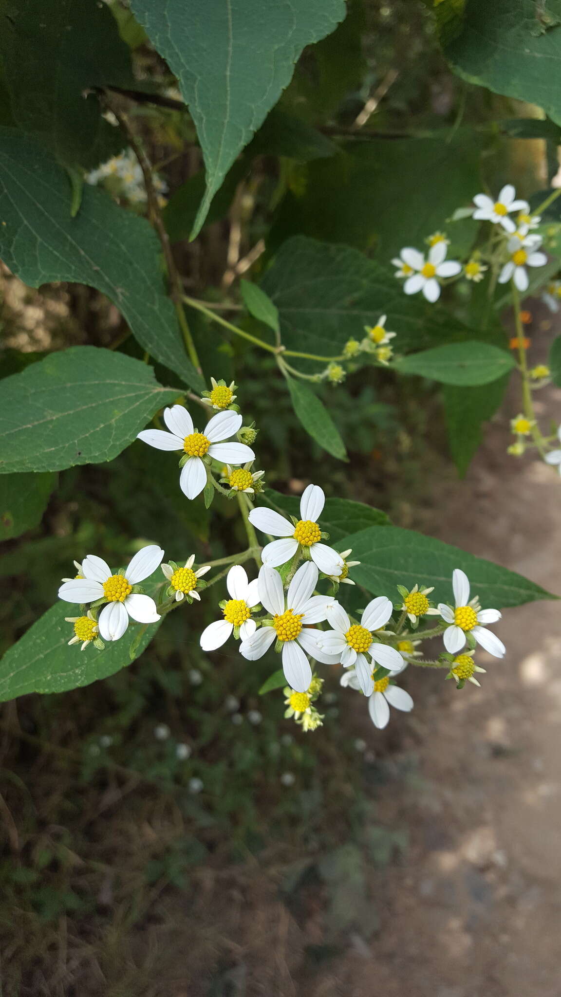 Image of Montanoa leucantha subsp. arborescens (A. P. DC.) V. A. Funk