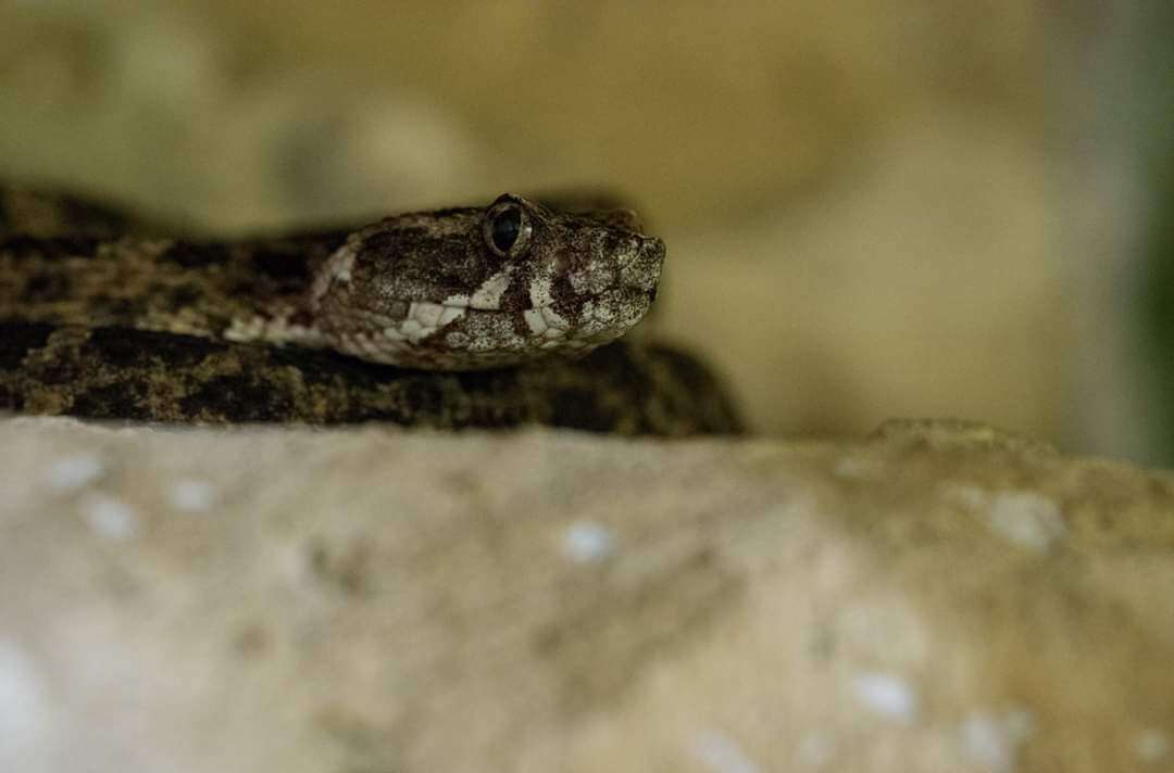 Imagem de Bothrops pictus (Tschudi 1845)