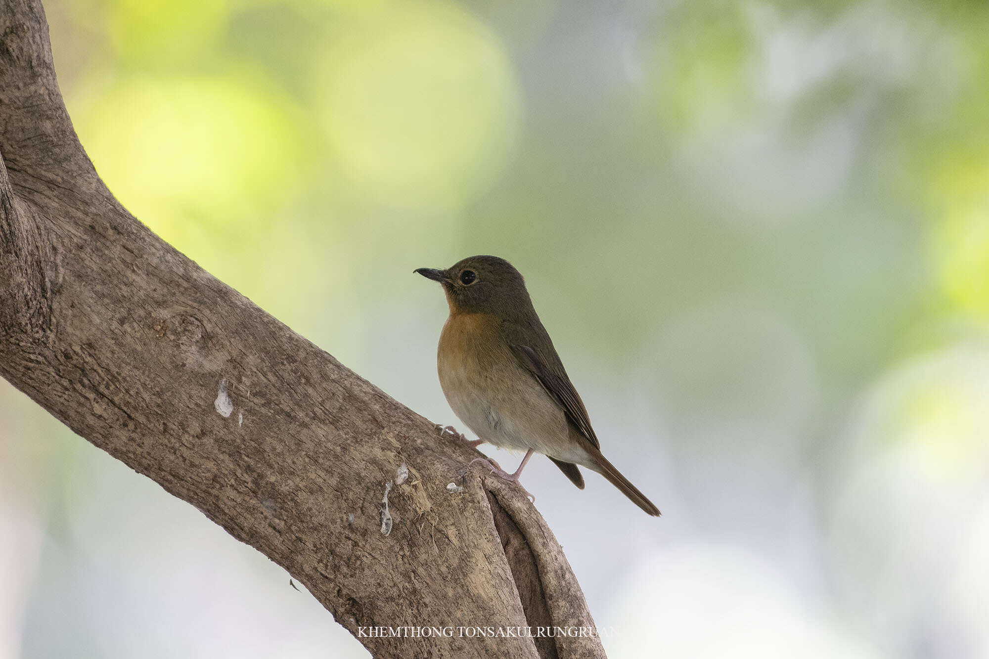 Image of Large Blue Flycatcher