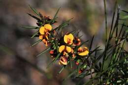 Image of Daviesia acicularis Sm.