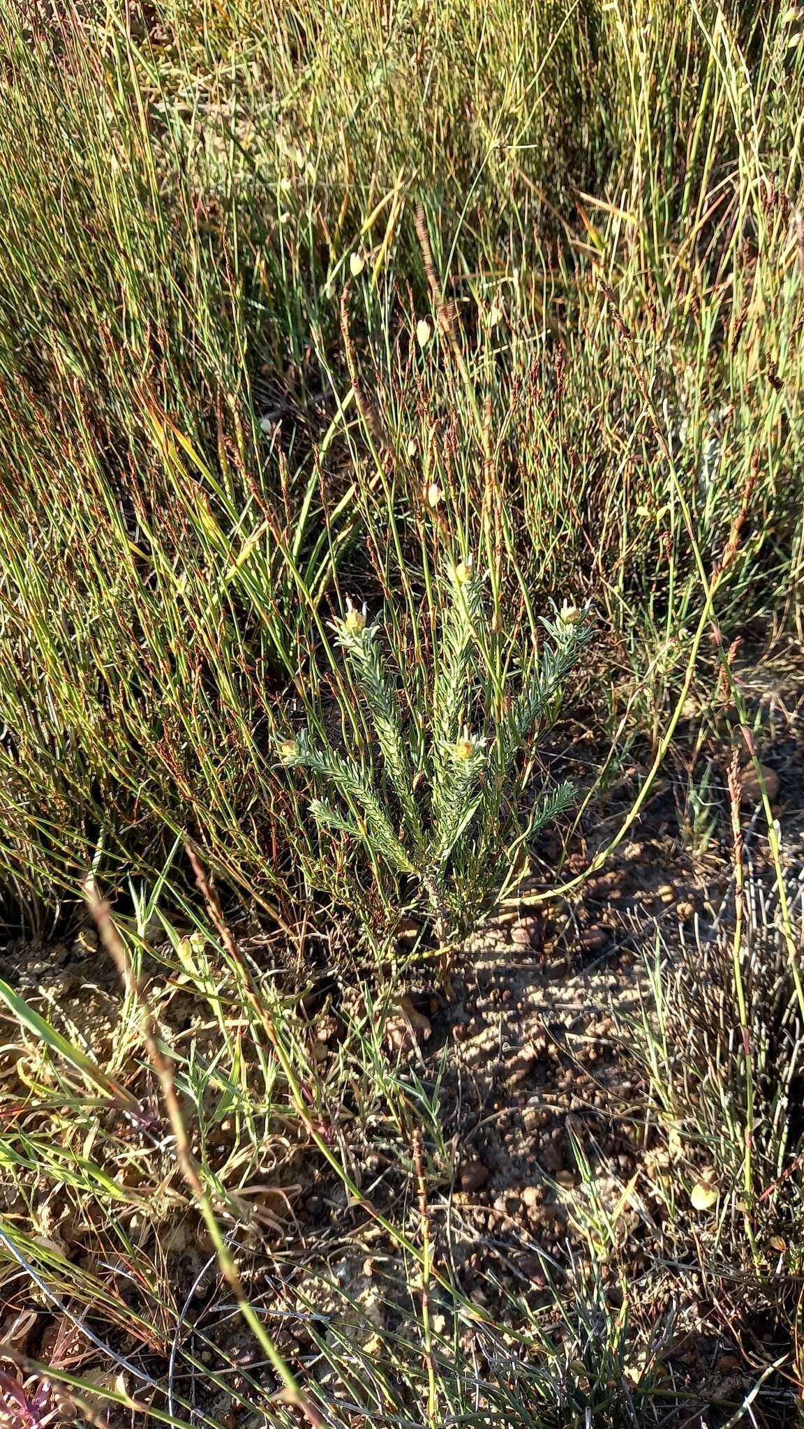 Image of Oedera fruticosa (L.) N. G. Bergh