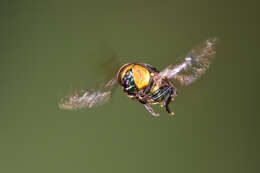 Image of jewel flies