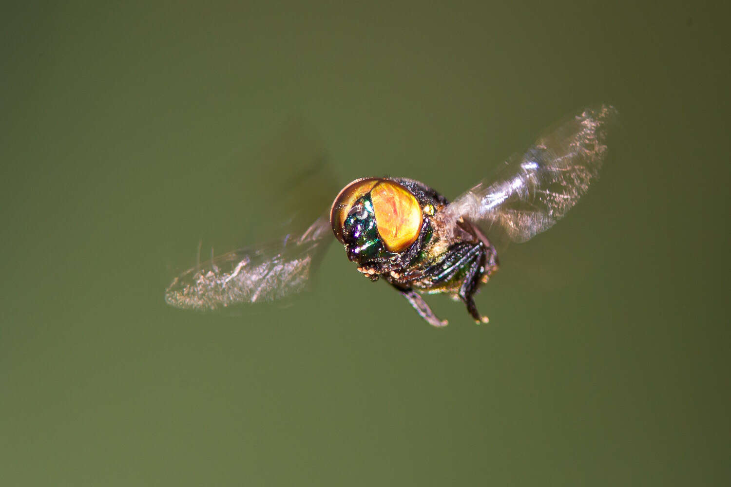 Image of jewel flies