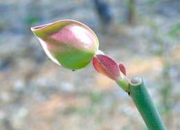 Sivun Euphorbia bracteata Jacq. kuva