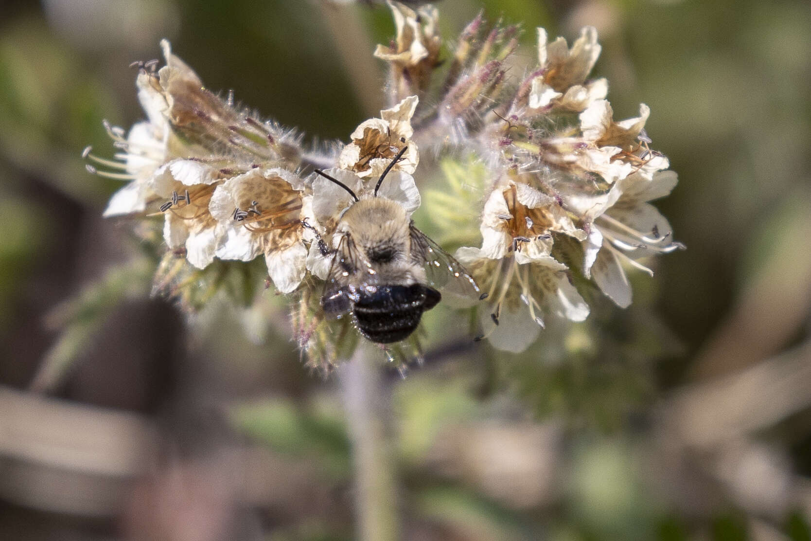 Image of Anthophora phaceliae Brooks 1988