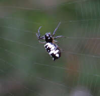 Image of White Micrathena