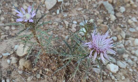 Image de Atractylis humilis L.