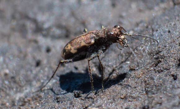 Image of Cylindera (Plectographa) apiata (Dejean 1825)