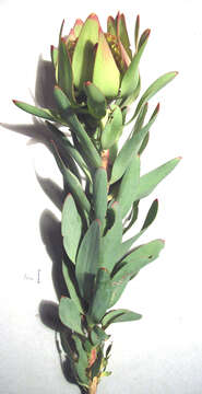 Image of Leucadendron pubibracteolatum I. J. M. Williams