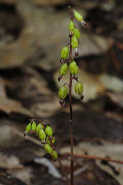 Image of autumn coralroot