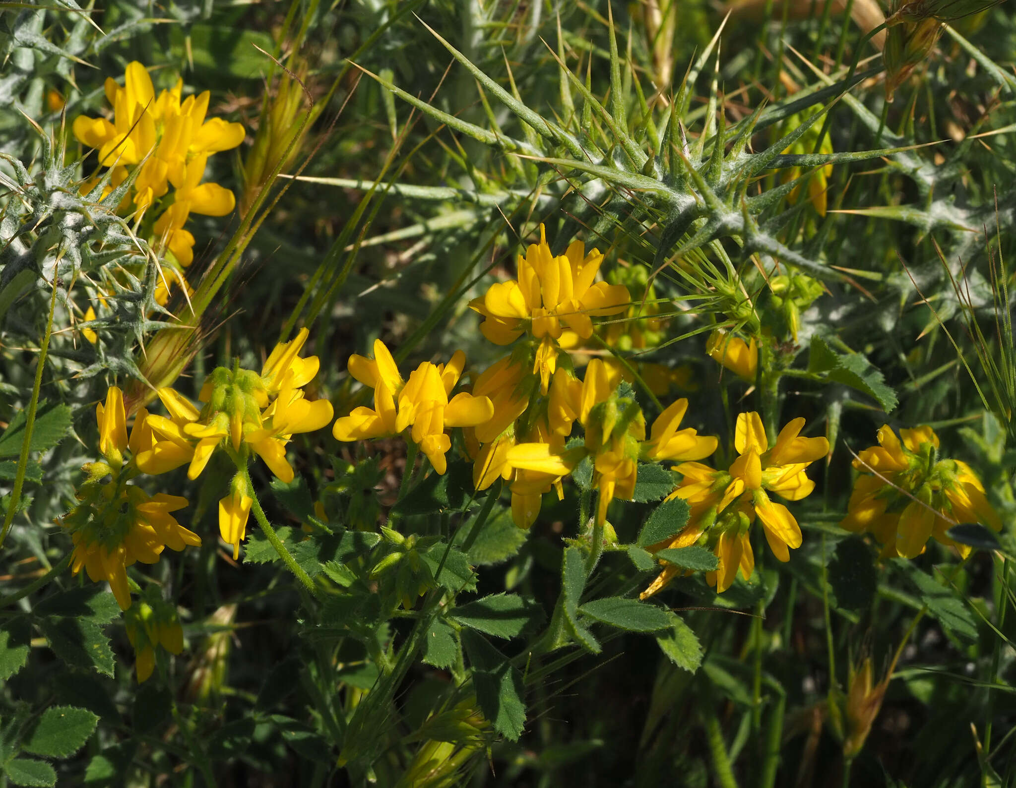 Image of Trigonella hierosolymitana Boiss.