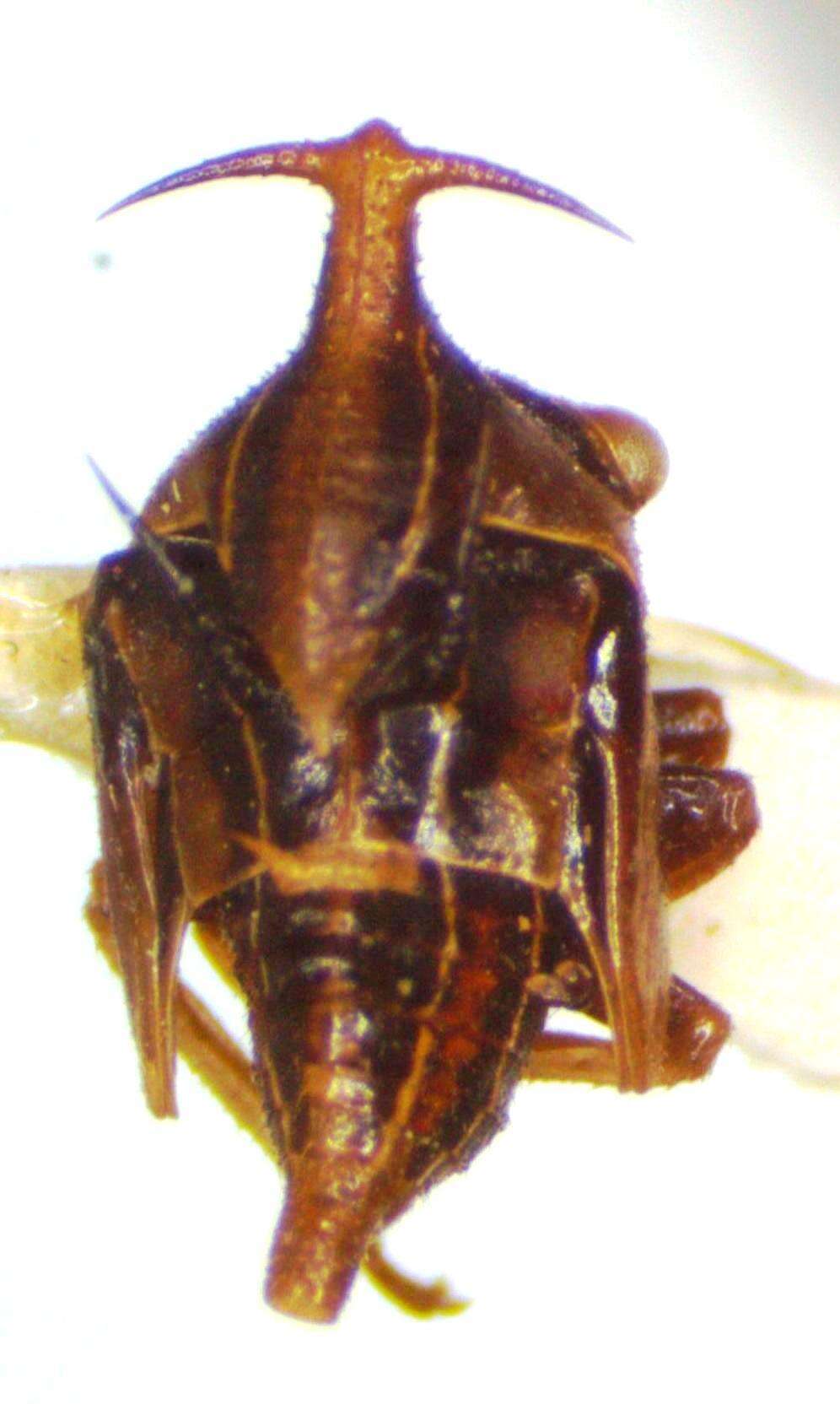 Image of Guayaquila emarginata Dietrich