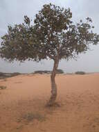 Image of Neocarya macrophylla (Sabine) Prance ex F. White