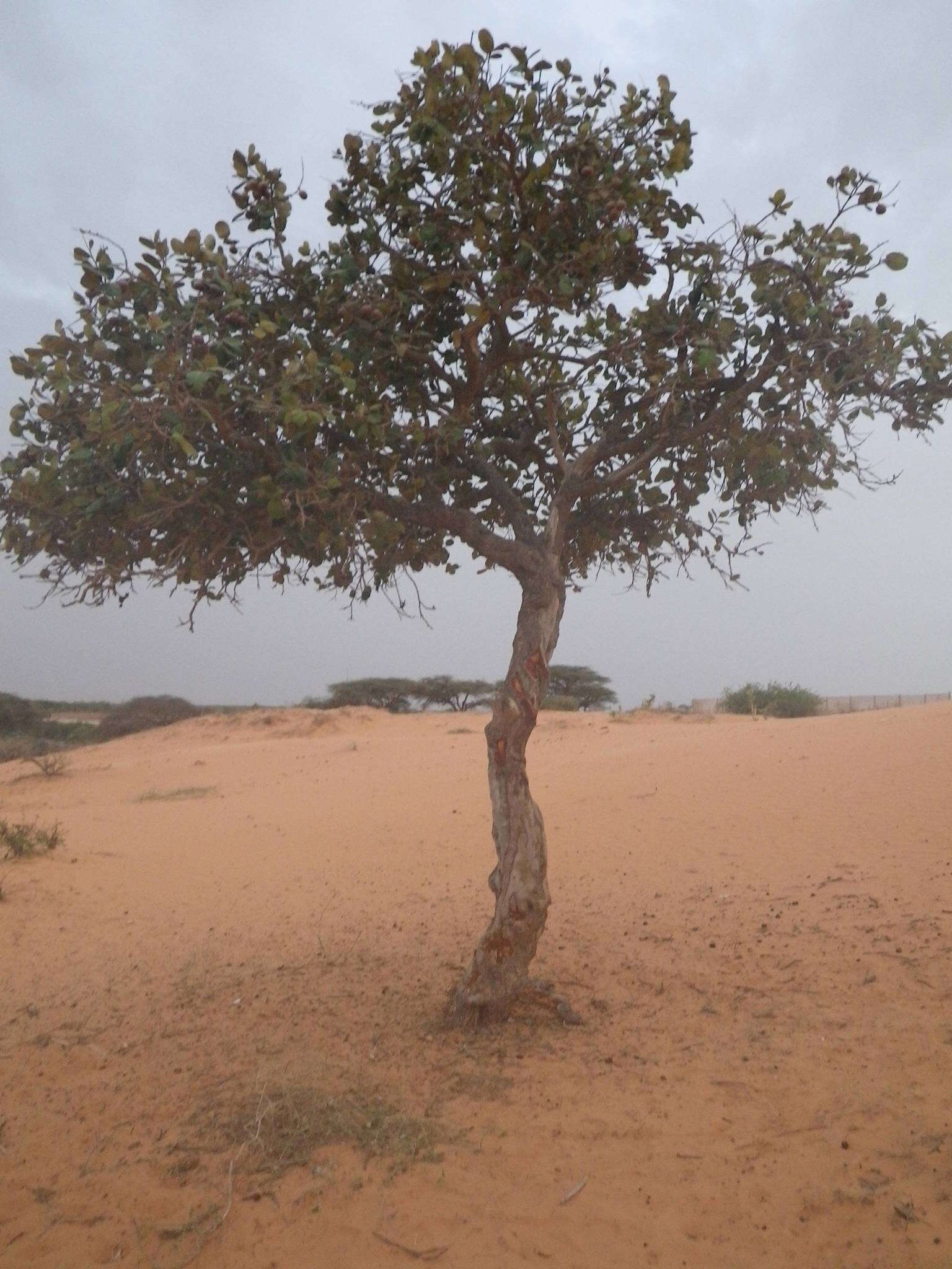 Sivun Neocarya macrophylla (Sabine) Prance ex F. White kuva