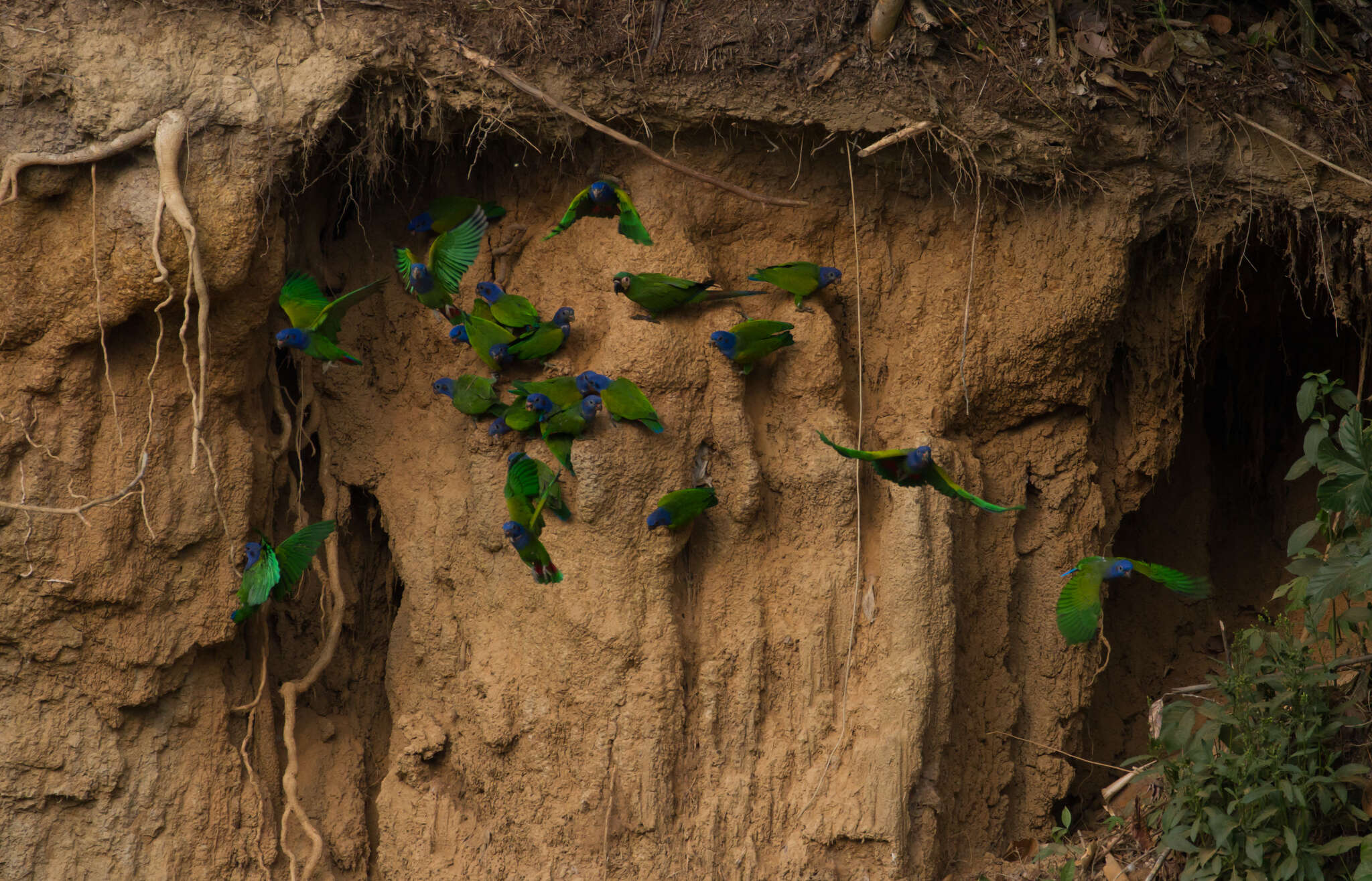 Image of Blue-headed Parrot