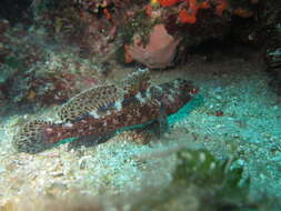 Sivun Gobius cruentatus Gmelin 1789 kuva