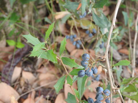 Image of Berberis ruscifolia Lam.