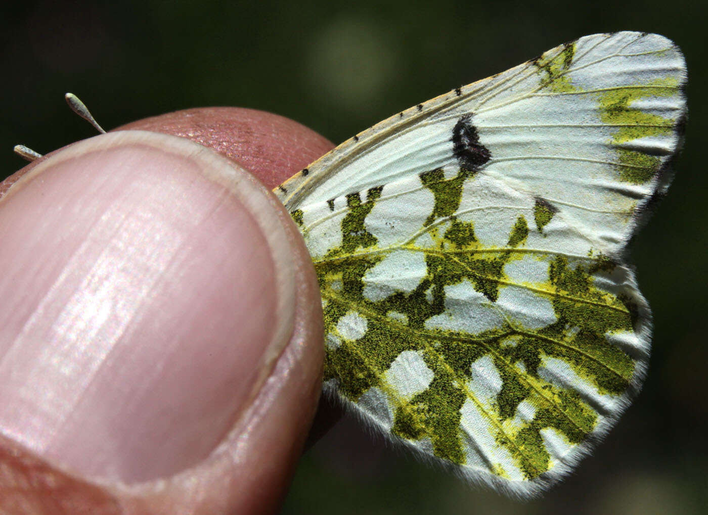 Euchloe ausonides (Lucas 1852) resmi