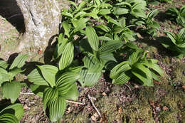 Image of white false hellebore