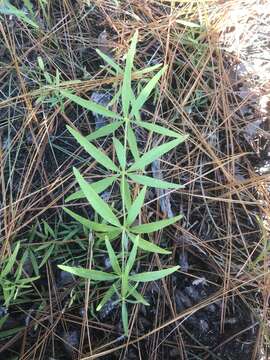 صورة Coreopsis major Walt.