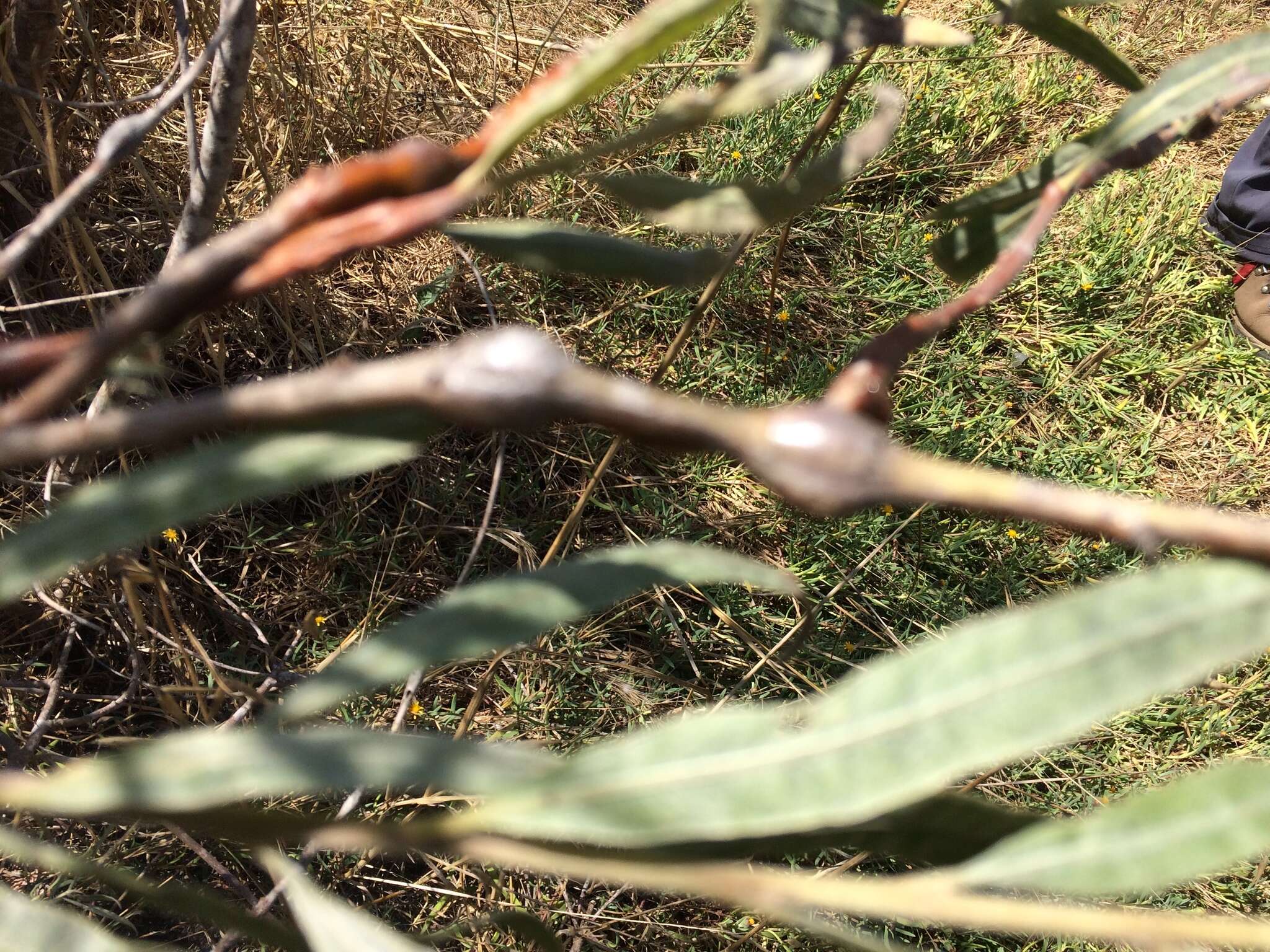 Image of narrowleaf willow