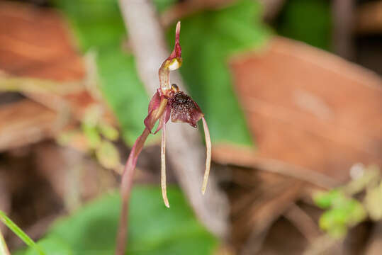 Image of Common wasp orchid