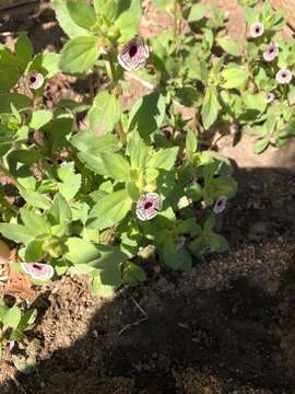 Image of calico monkeyflower