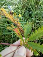 Image de Potentilla tanacetifolia