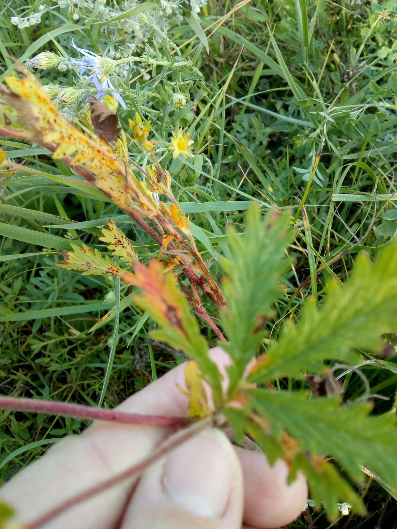 Image of Potentilla tanacetifolia