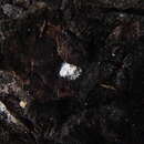 Image of Capnocybe spongiosa (Hoerl) S. Hughes 1966