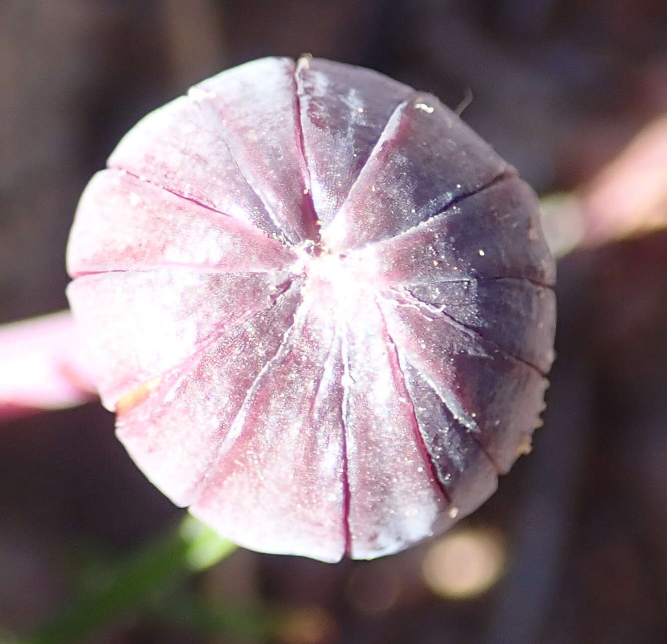 Image de Othonna oleracea Compton