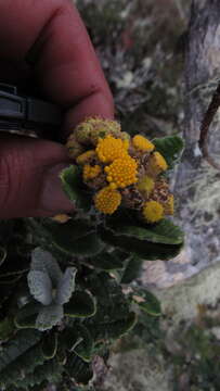 Image of Scrobicaria