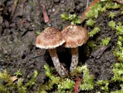 Image of Inocybe serrata Cleland 1933