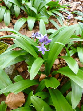 Image of Scilla lilio-hyacinthus L.