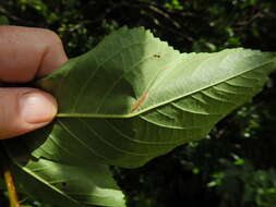 Image of Phyllonorycter cerasicolella (Herrich-Schäffer 1855)