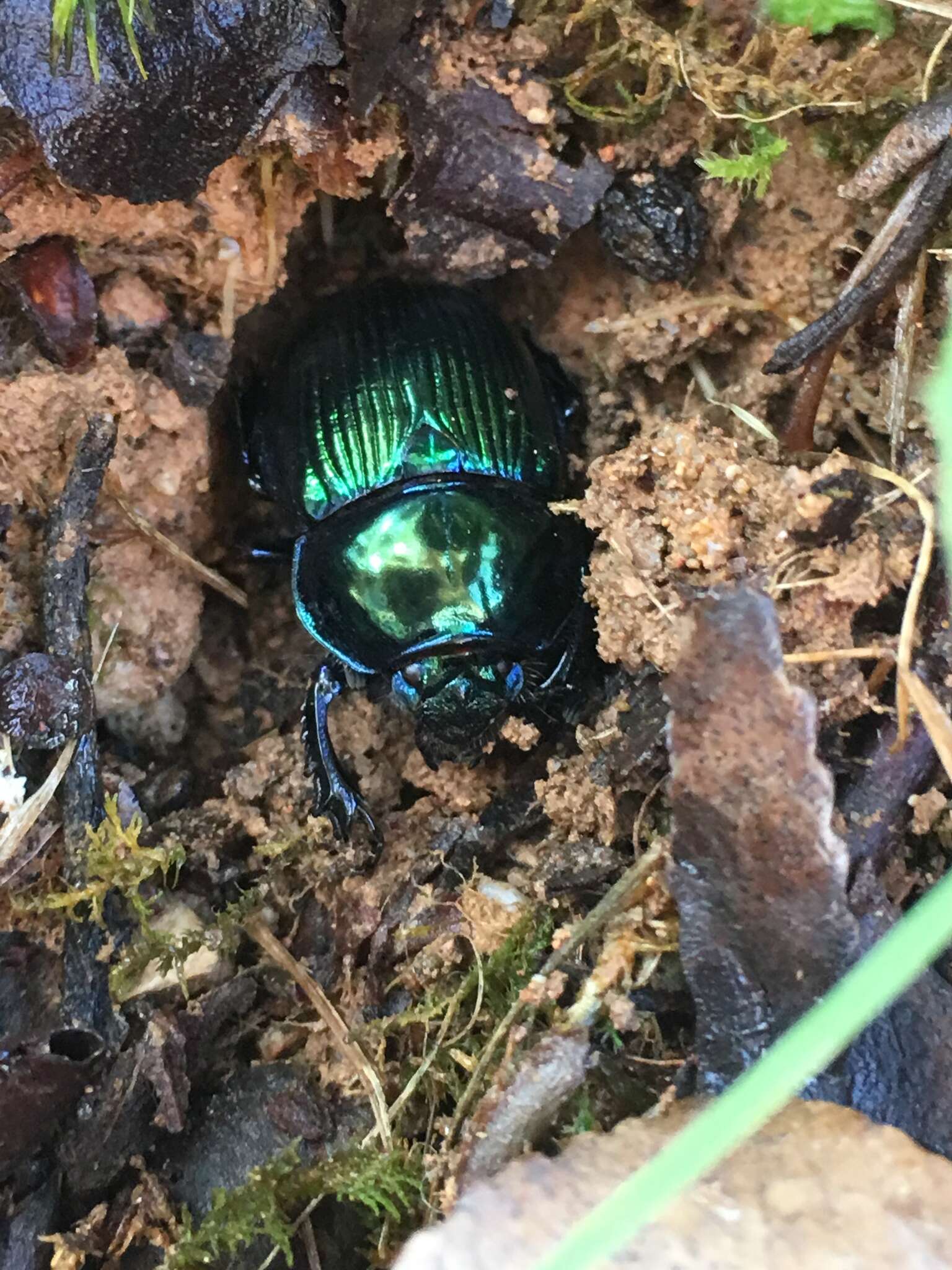 Image of Phelotrupes (Chromogeotrupes) auratus (Motschulsky 1857)