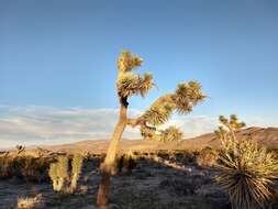 Слика од Yucca brevifolia var. brevifolia