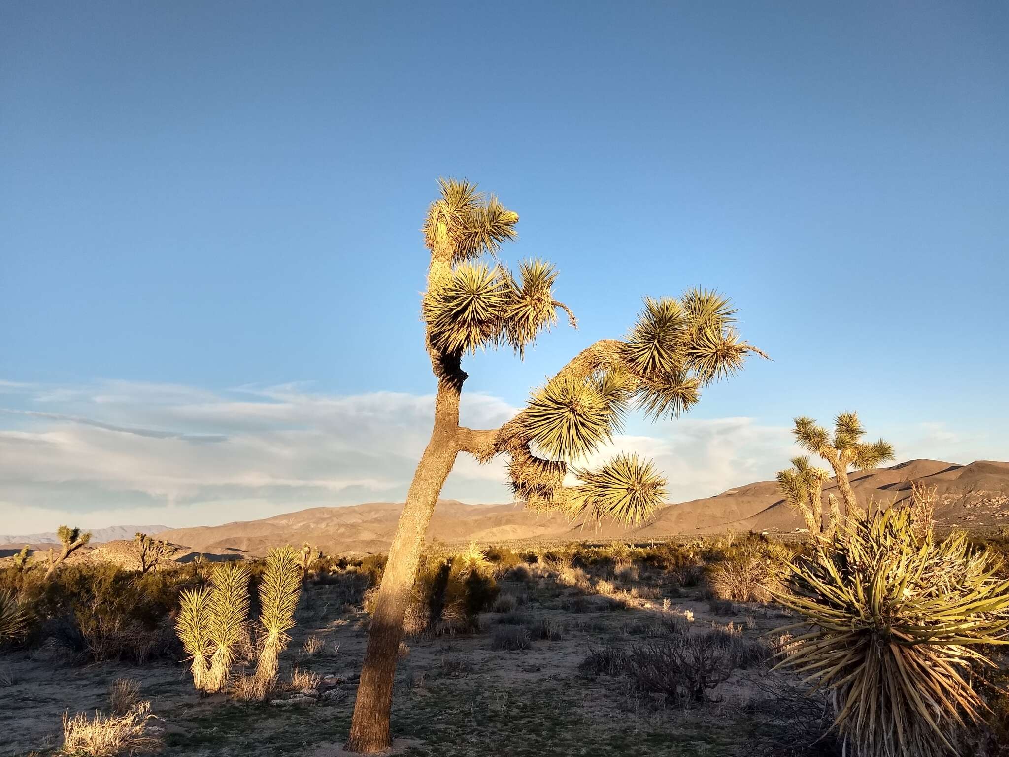 Слика од Yucca brevifolia var. brevifolia