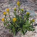 Plancia ëd Solidago compacta Turcz.