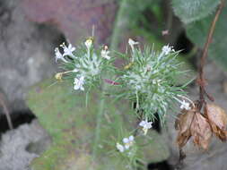 Image de Navarretia intertexta subsp. intertexta