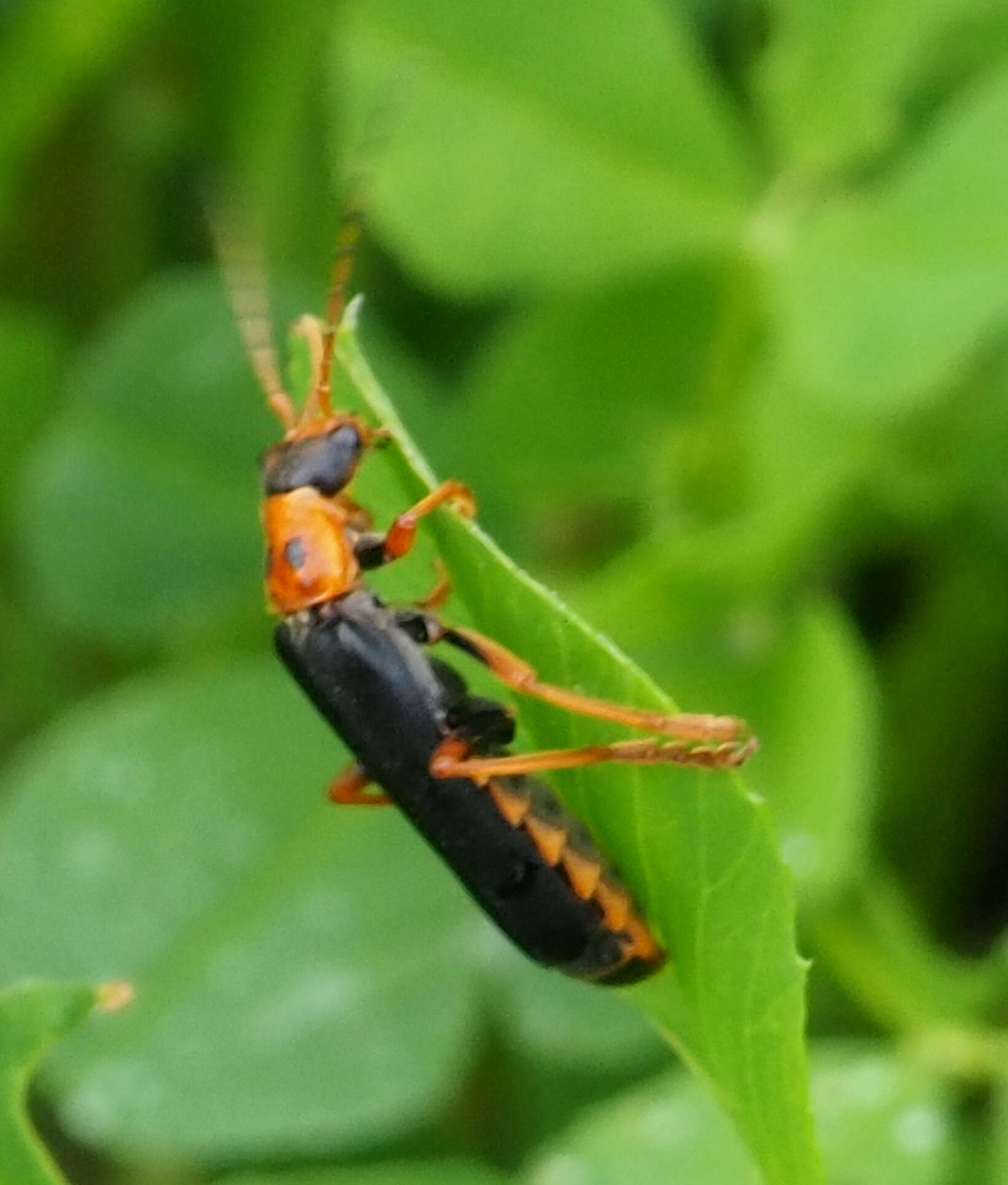 Image of <i>Cantharis marginiventris</i>