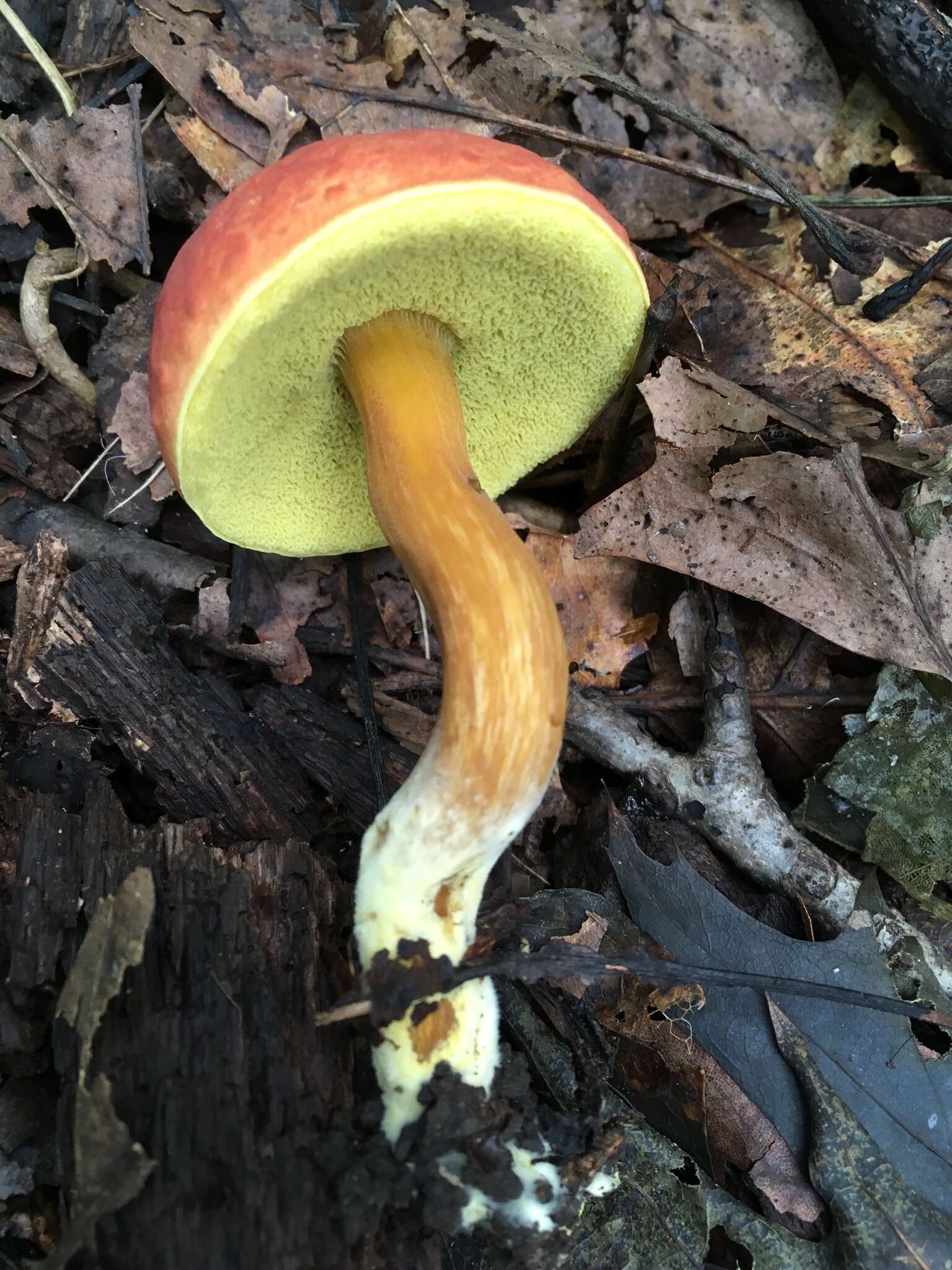 <i>Boletus subfraternus</i>的圖片