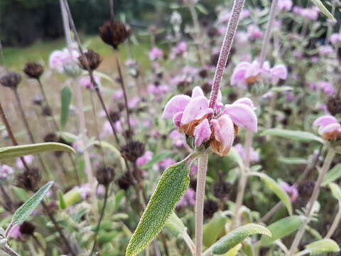 Image of Phlomis purpurea L.