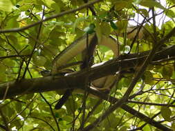 Imagem de Psammophis mossambicus Peters 1882